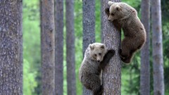 Nature Trees Animals spruce Bears