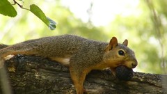 Nature Trees Animals squirrels
