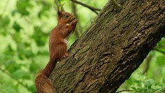 Nature Trees Animals squirrels