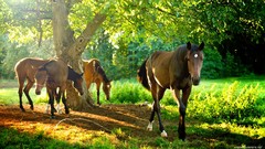 Nature Trees Animals sun Horses fields