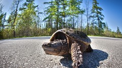 Nature Trees Animals turtles