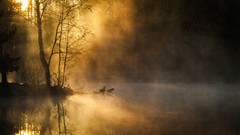 Nature Trees Animals water Birds Ducks morning reflections mist 