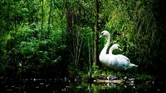 Nature Trees Animals water Green Birds Swans