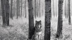 Nature Trees Animals Wolves