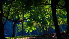 Nature Trees artwork