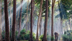 Nature Trees Asia elephants sunlight national geographic forests