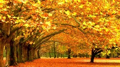 Nature Trees autumn