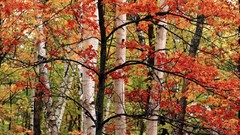 Nature Trees autumn