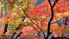 Nature Trees autumn