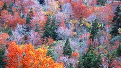 Nature Trees autumn