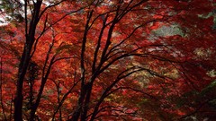 Nature Trees autumn