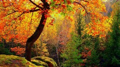 Nature Trees autumn