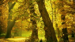 Nature Trees autumn bench forests