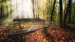Nature Trees autumn bench sunlight forests