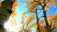 Nature Trees autumn birch