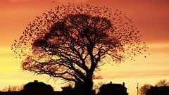 Nature Trees autumn Birds