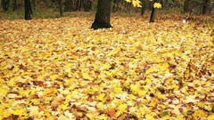 Nature Trees autumn fallen
