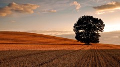 Nature Trees autumn fields