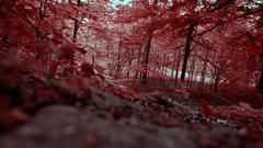 Nature Trees autumn forests