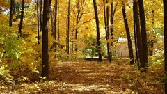 Nature Trees autumn forests
