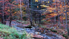 Nature Trees autumn forests