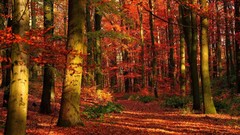 Nature Trees autumn forests