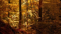 Nature Trees autumn forests
