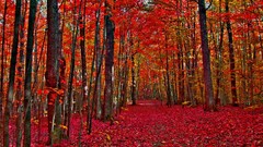 Nature Trees autumn forests fallen leaves