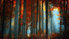 Nature Trees autumn forests red leaf