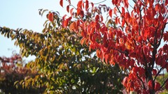 Nature Trees autumn Garden