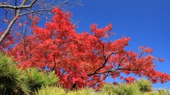 Nature Trees autumn Japan blue skies