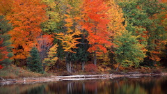 Nature Trees autumn lakes