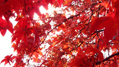 Nature Trees autumn leaves