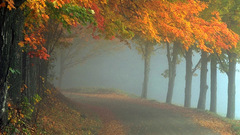 Nature Trees autumn leaves