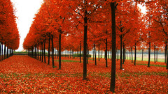 Nature Trees autumn leaves