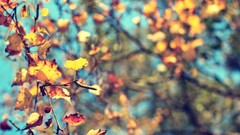 Nature Trees autumn leaves