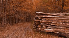 Nature Trees autumn leaves