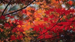 Nature Trees autumn leaves