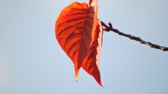 Nature Trees autumn leaves