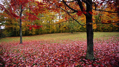 Nature Trees autumn leaves