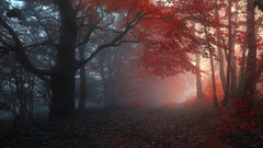 Nature Trees autumn mist forests
