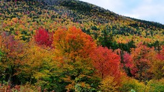 Nature Trees autumn multicolor