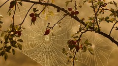 Nature Trees autumn Network