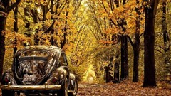 Nature Trees autumn old alley timer