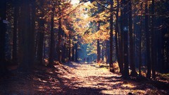 Nature Trees autumn Park Parks paths avenue fallen leaves