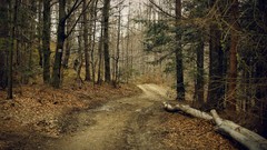 Nature Trees autumn paths forests