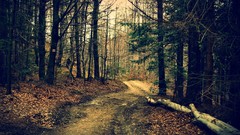 Nature Trees autumn paths forests fallen leaves