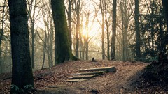 Nature Trees autumn paths sunlight forests