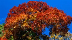 Nature Trees autumn Plants