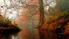 Nature Trees autumn rivers